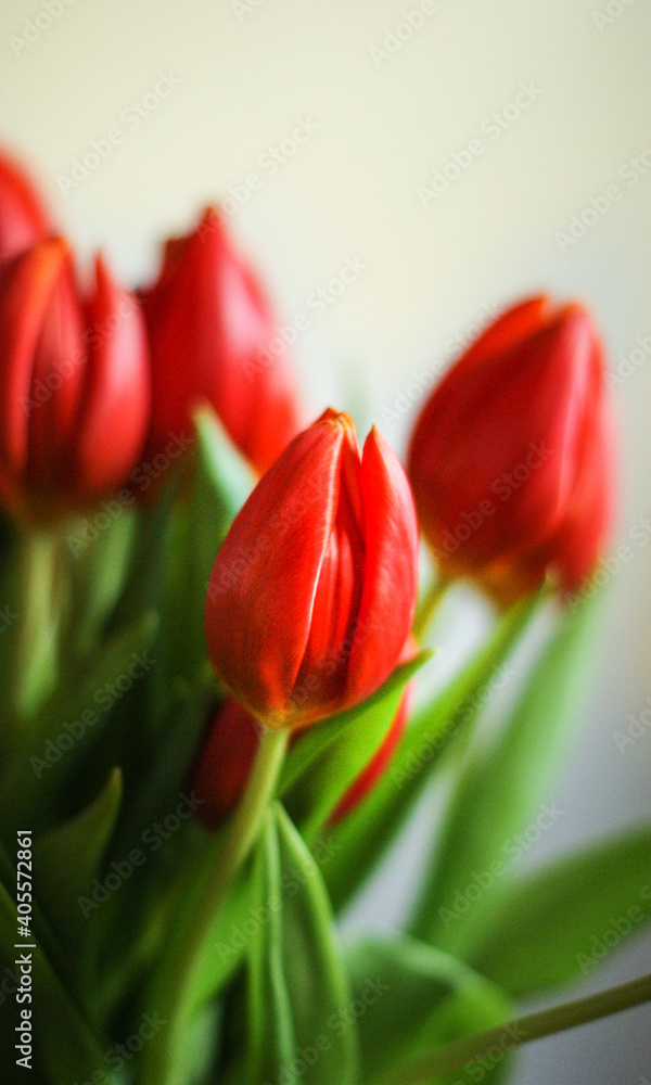 Tulips Tulips