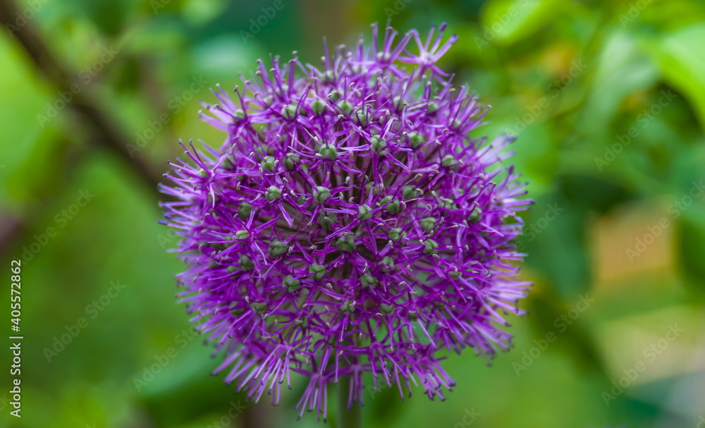 Indian onion allium giganteum flowers closeup in summer Indian onion allium giganteum flowers closeup in summer