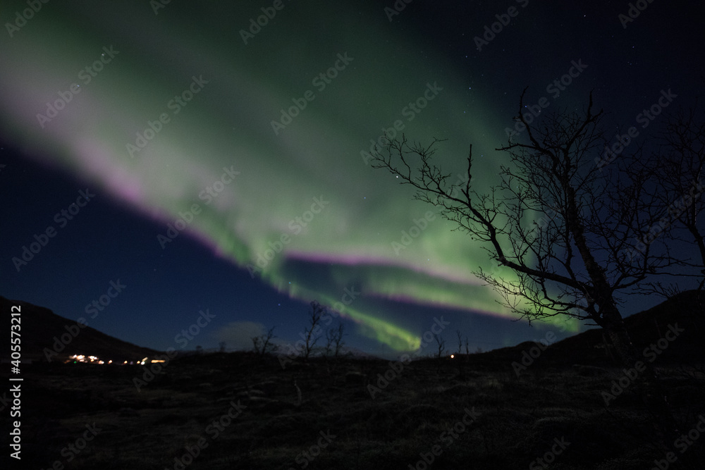 Aurora with tree silhouette