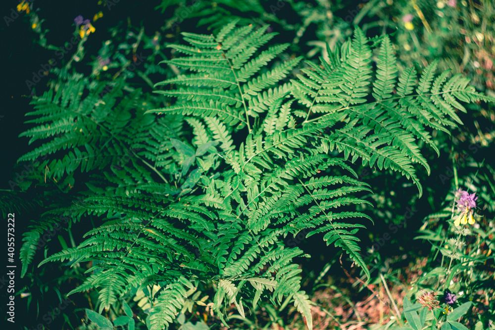 fern leaves fern leaves