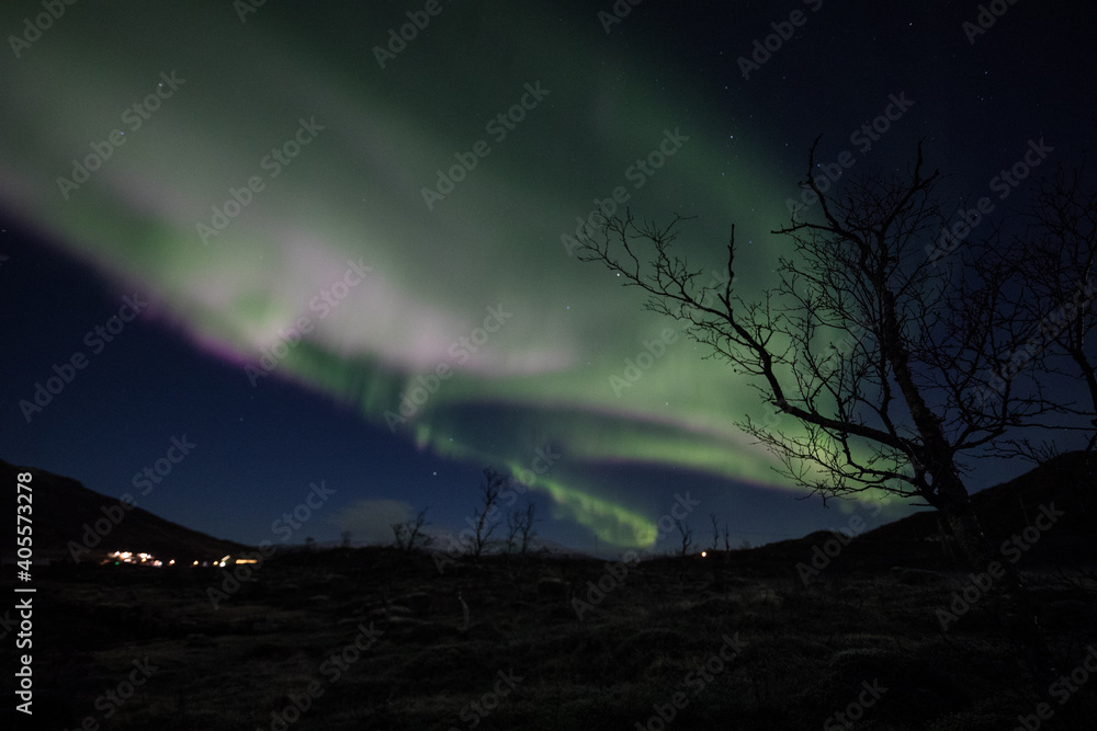 Aurora with tree silhouette
