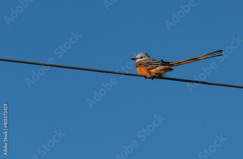 A Scissor-tailed Flycatcher Perched on a Telephone Wire on the Plains 