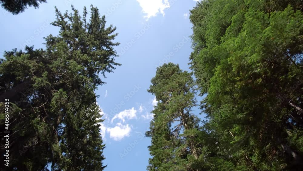 Drive. move under high pine trees in mountain Drive. move under high pine trees in mountain