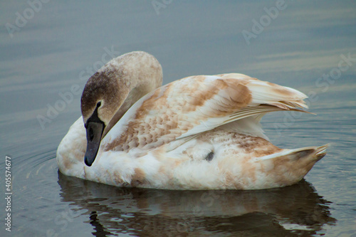 swan on the water