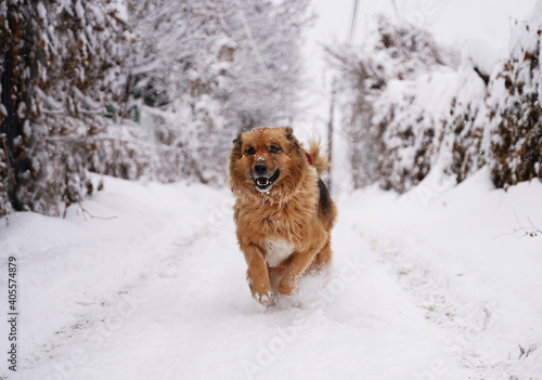 Cute fluffy beige dog running in snow