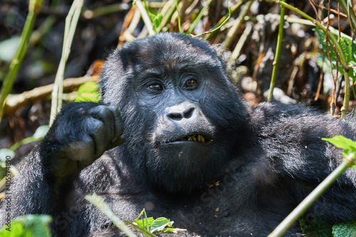 A wild female gorilla in Bwindi Impenetrable Forest  © Lennjo
