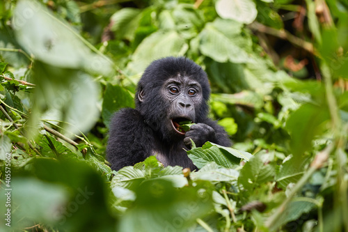 Young gorilla in Bwindi Impenetrable Forest  photo