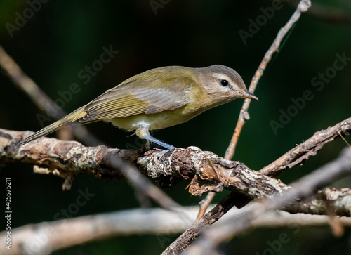 A Beautiful Warbling Vireo on a Branch Searching for Food photo