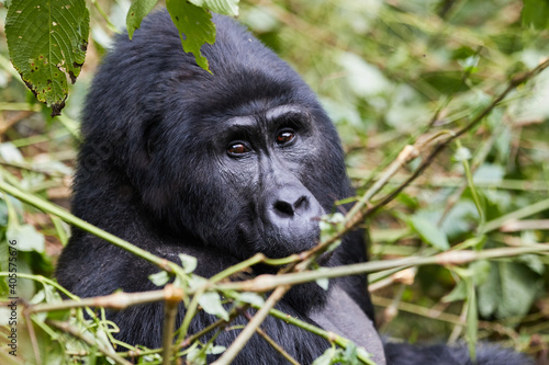 Portrait of a silverback in Bwindi Impenetrable Forest 