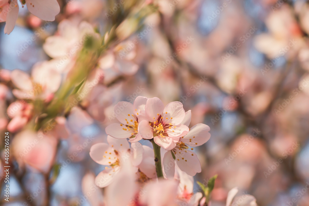 Almond tree blossom