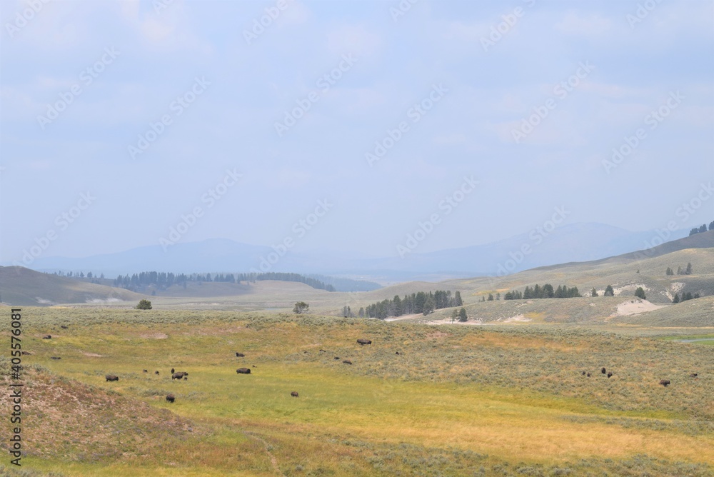 Yellowstone National Park Scene View Bison on the Meadow Yellowstone National Park Scene View Bison on the Meadow
