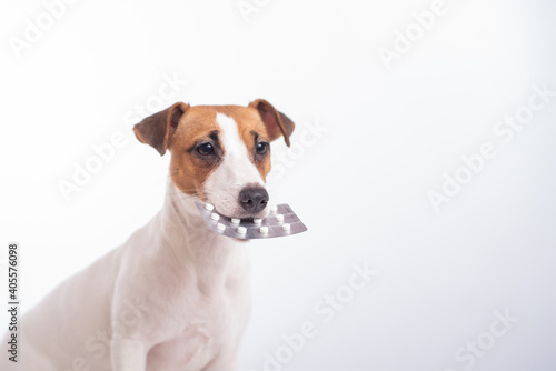 Little doggy Jack Russell Terrier with a blister of pills in his mouth on a white background. Veterinary treatment © Михаил Решетников