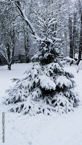 a tree covered with snow stands in the middle of the courtyard of a residential building