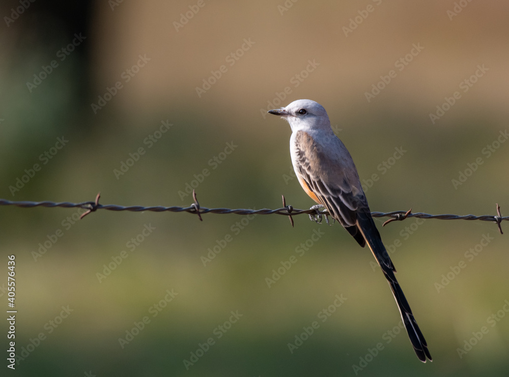 A Beautiful Scissor-tailed Flycatcher Perched on a Fence During a Summer Evening on Oklahoma