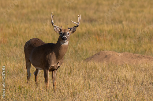 A Large White-tailed Deer Buck on the Prairie