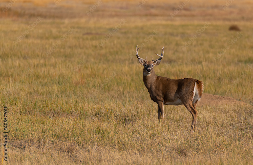 Naklejka premium A Large White-tailed Deer Buck on the Prairie