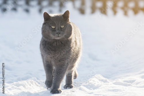 Beautiful gray cat walking on a snowy street in winter.