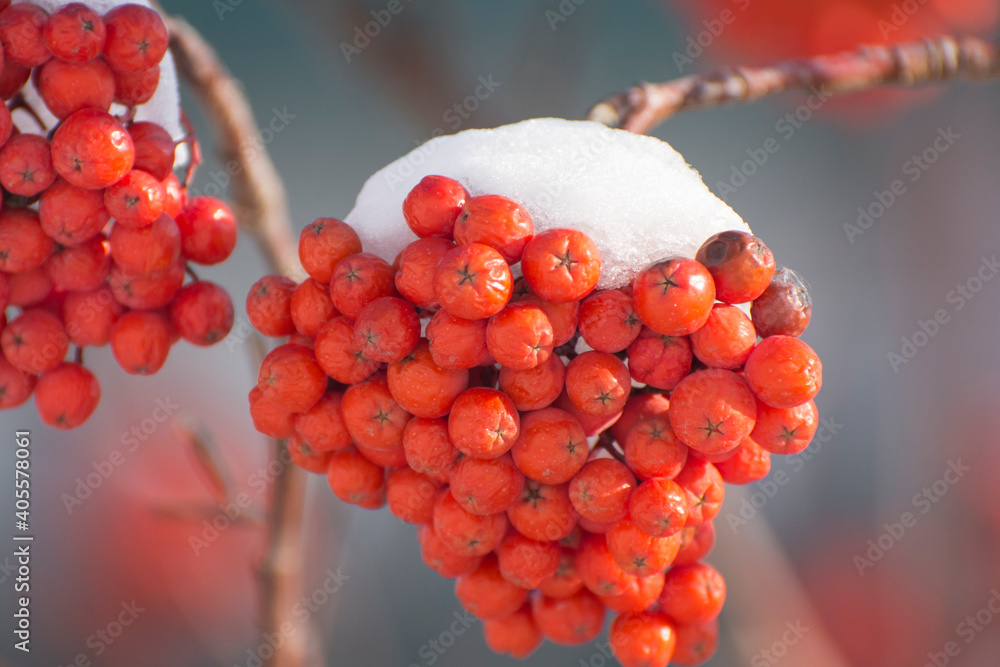 A bunch of red rowan covered with freshly plowed snow closeup. A bunch of red rowan covered with freshly plowed snow closeup.