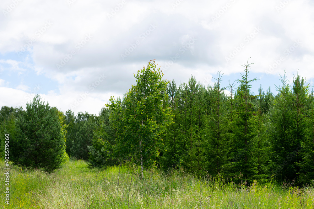Coniferous wood in summertime on blue cloudy sky background. Bright summer daylight photo Coniferous wood in summertime on blue cloudy sky background. Bright summer daylight photo