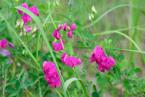 Field in countriside full uf sweet pea plants with pink flowers also called as athyrus odoratus.Summertime herbs