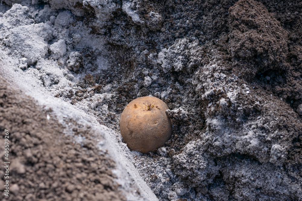 Close up view of potato tuber with growing points and potato eyes and young green sprouts on ground with ash as source of lime and potassium in garden for harvest. Close up view of potato tuber with growing points and potato eyes and young green sprouts on ground with ash as source of lime and potassium in garden for harvest.