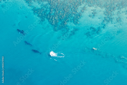 Aerial Photo of Group of Humpback Whales with baby near Maui, Hawaii.