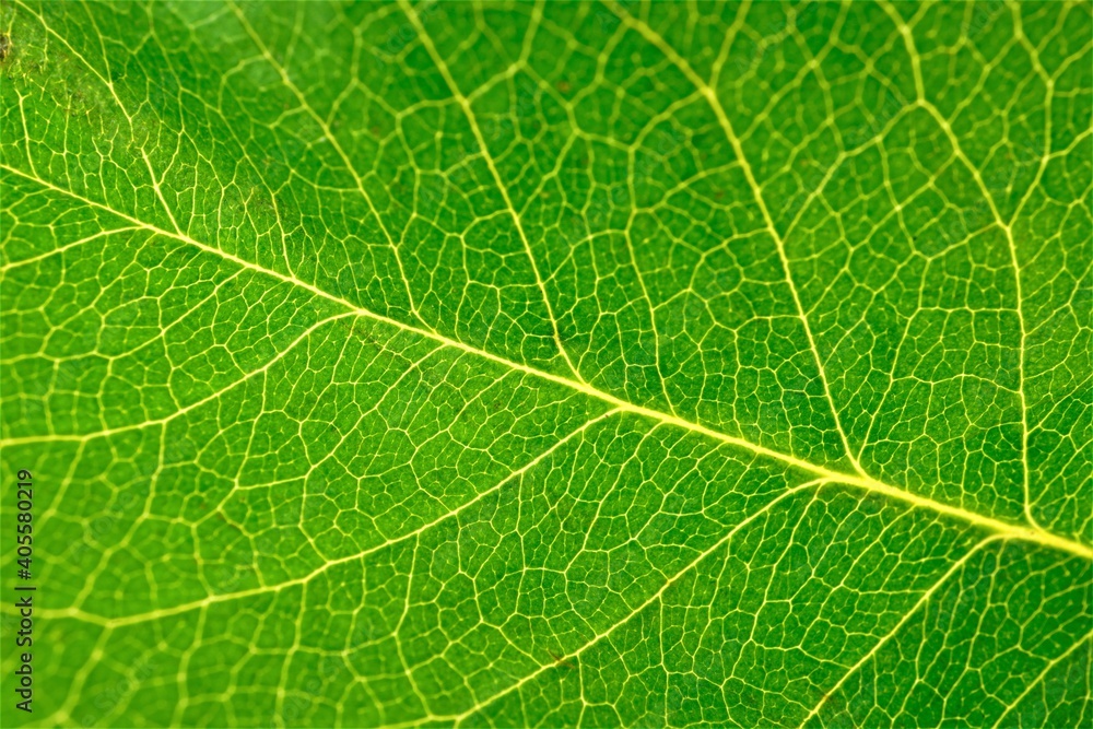 Makroaufnahme eines grünen Blattes Makroaufnahme eines grünen Blattes