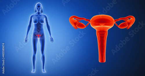 Uterus, womb, ovaries, female x-ray style, internal organs 3D render, anatomy of the human body, blue background