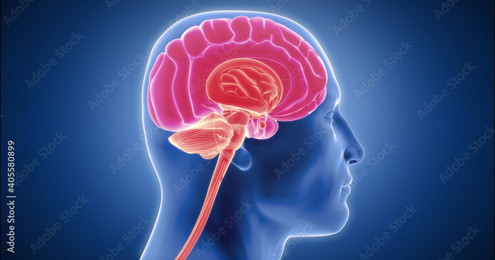 Human brain detailed model, neocortex, limbic system, reptilian brain ...