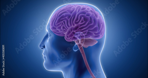 Human brain detailed model, neocortex, limbic system, reptilian brain, spinal cord 3D animation