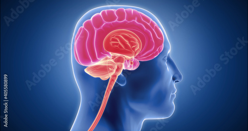 Human brain detailed model, neocortex, limbic system, reptilian brain, spinal cord 3D animation photo