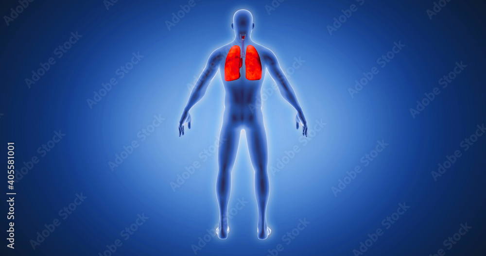 Lungs, body scan, medical screen 3D render, human anatomy, computer anatomy, body skeleton, X-ray scan
