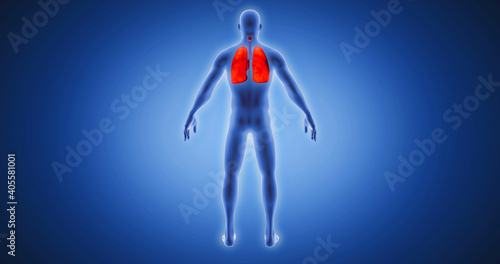 Lungs, body scan, medical screen 3D render, human anatomy, computer anatomy, body skeleton, X-ray scan