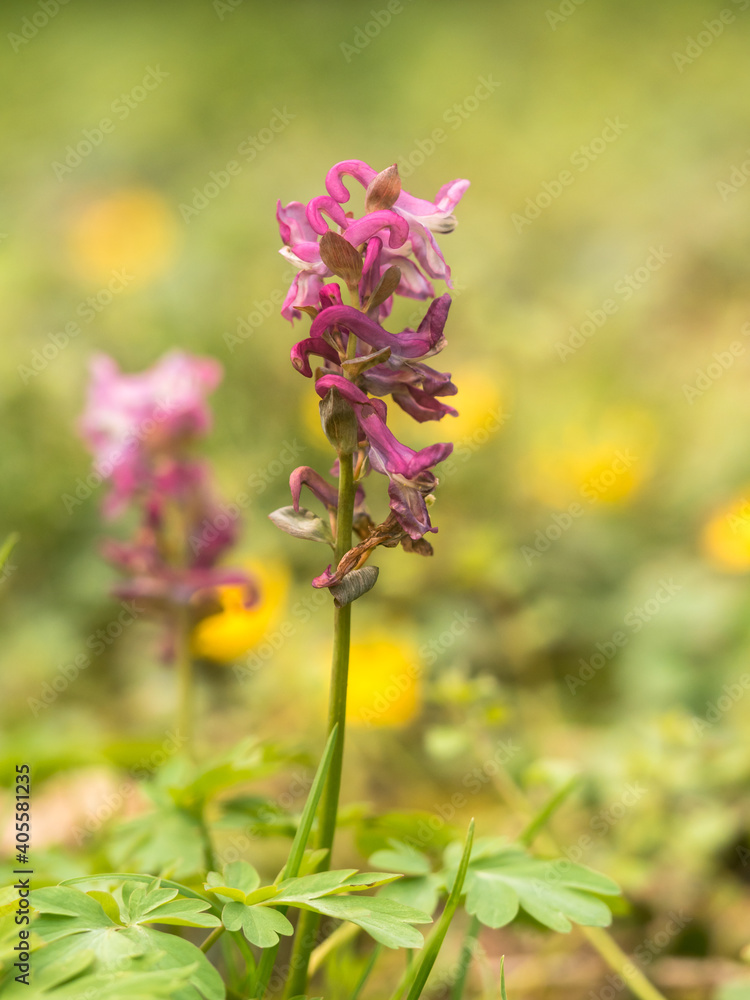 Pflanzen des violett blühender hohler Lerchensporn auf einer Frühlingswiese. Pflanzen des violett blühender hohler Lerchensporn auf einer Frühlingswiese.