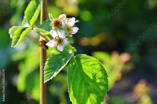 Beautiful pink flowers of blackberry bush, selective focus and blurred background with backlit. Soft focus. Blackberry flowering bush. Unripe blackberries