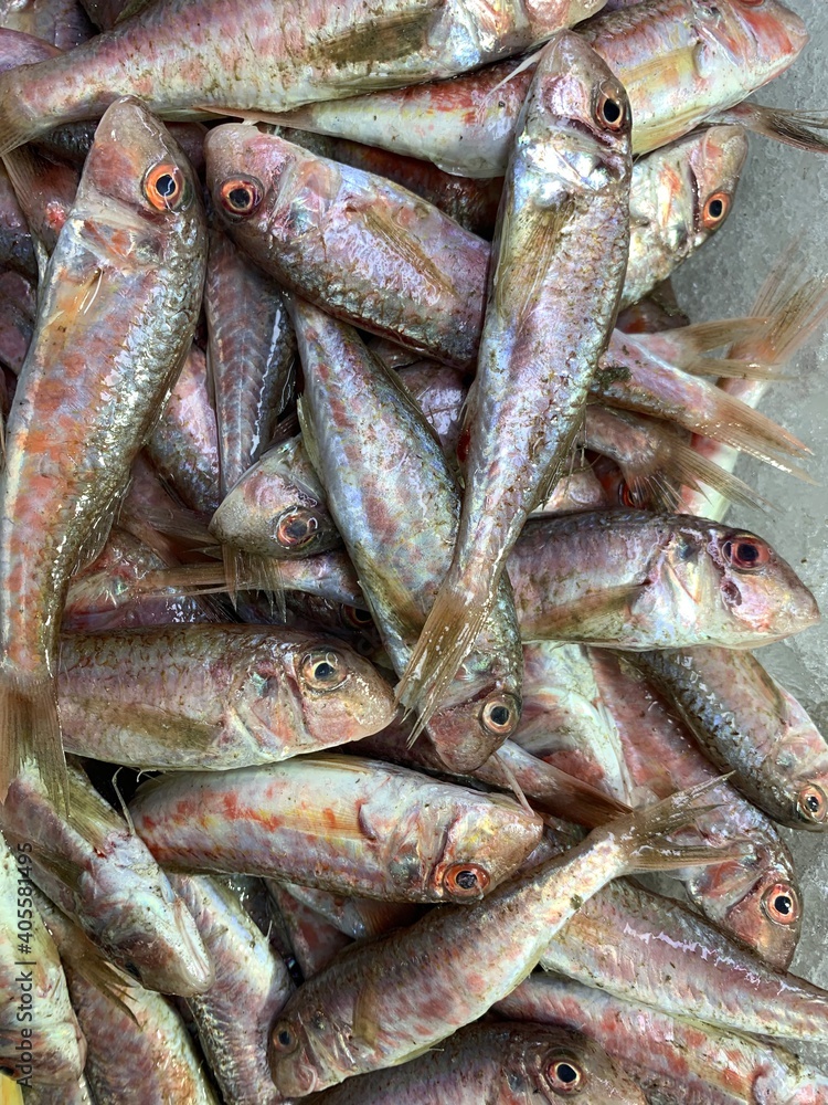 fresh raw pink fish on the fishing benches. top view, group with fresh raw background. fresh raw pink fish on the fishing benches. top view, group with fresh raw background.
