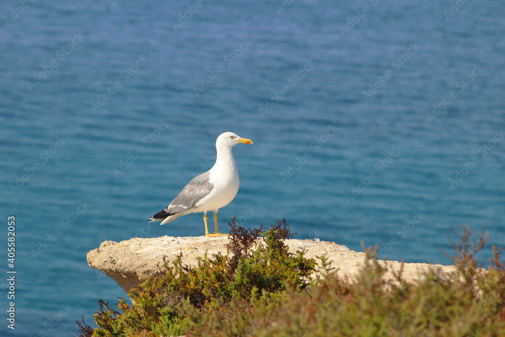 Gaviota en la muralla de Tabarca, Alicante Gaviota en la muralla de Tabarca, Alicante