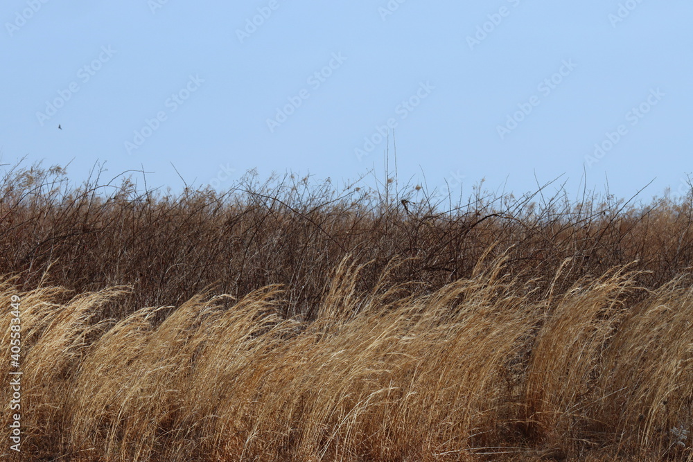 Obraz premium The wind is blowing in the field on a morning nature walk.