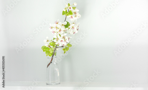 branch of blooming sakura in a glass vase  minimalism in the interior  home design