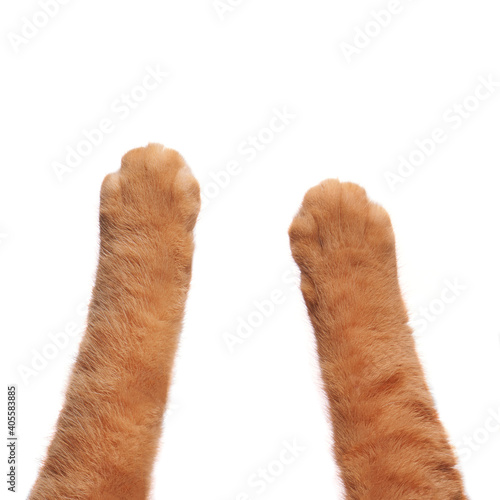 Fotografie cat's paws