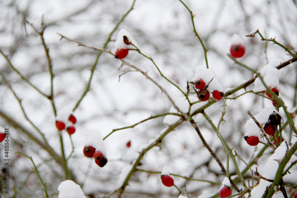 red rosehip berries covered in snow red rosehip berries covered in snow