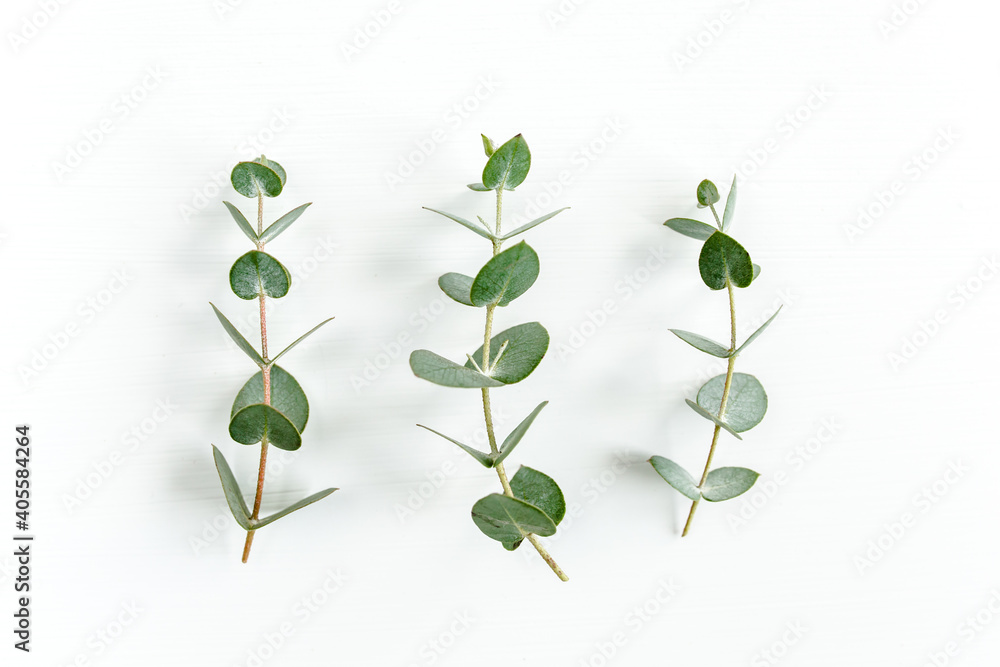 Obraz premium Green leaves eucalyptus isolated on white background. Flat lay, top view.