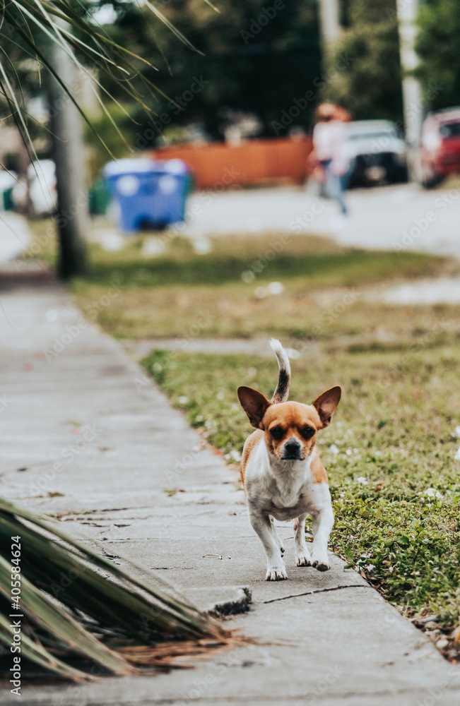 dog on the street dog on the street
