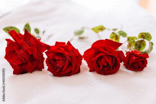 Natural red roses on a long stem with green leaves isolated on white snow background