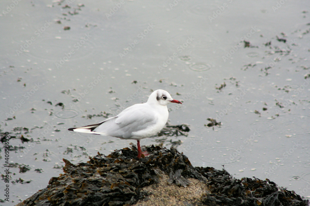 A view of a Black Headed Gull