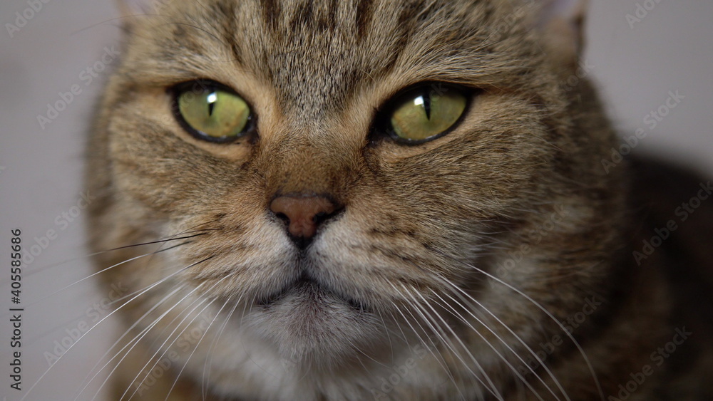 Close-up cat face looks directly at you