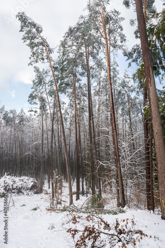 Fototapeta Naklejka Na Ścianę i Meble -  Polski las zimą