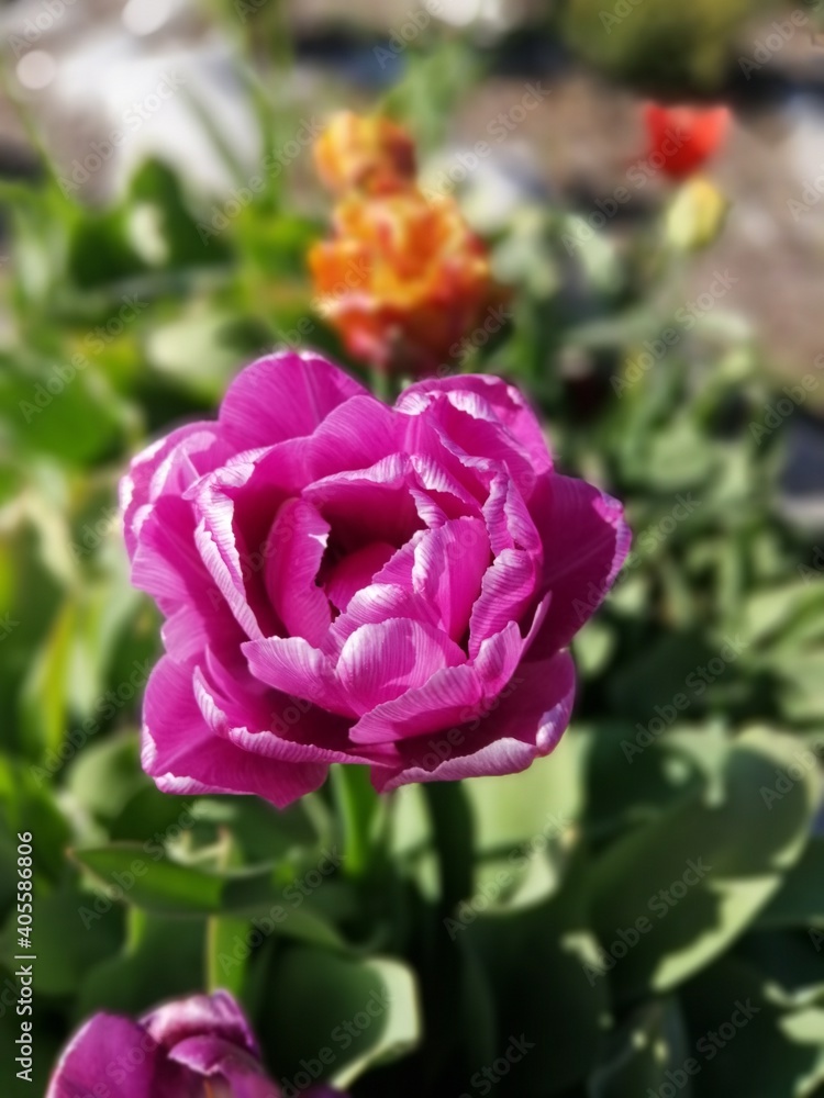 beautiful and unusual purple and pink Tulip in the garden . Flower Wallpaper beautiful and unusual purple and pink Tulip in the garden . Flower Wallpaper