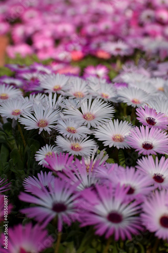 pink  livingstone daisy flower in the garden