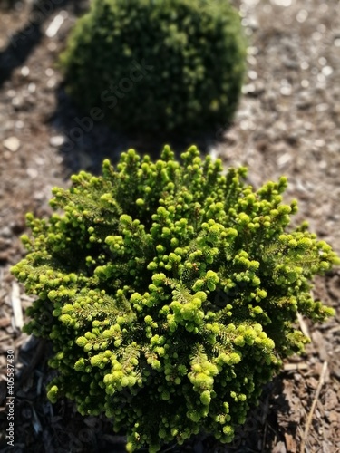 small round coniferous Picea abies Little Gem seedling on a mulch bed on a sunny summer day